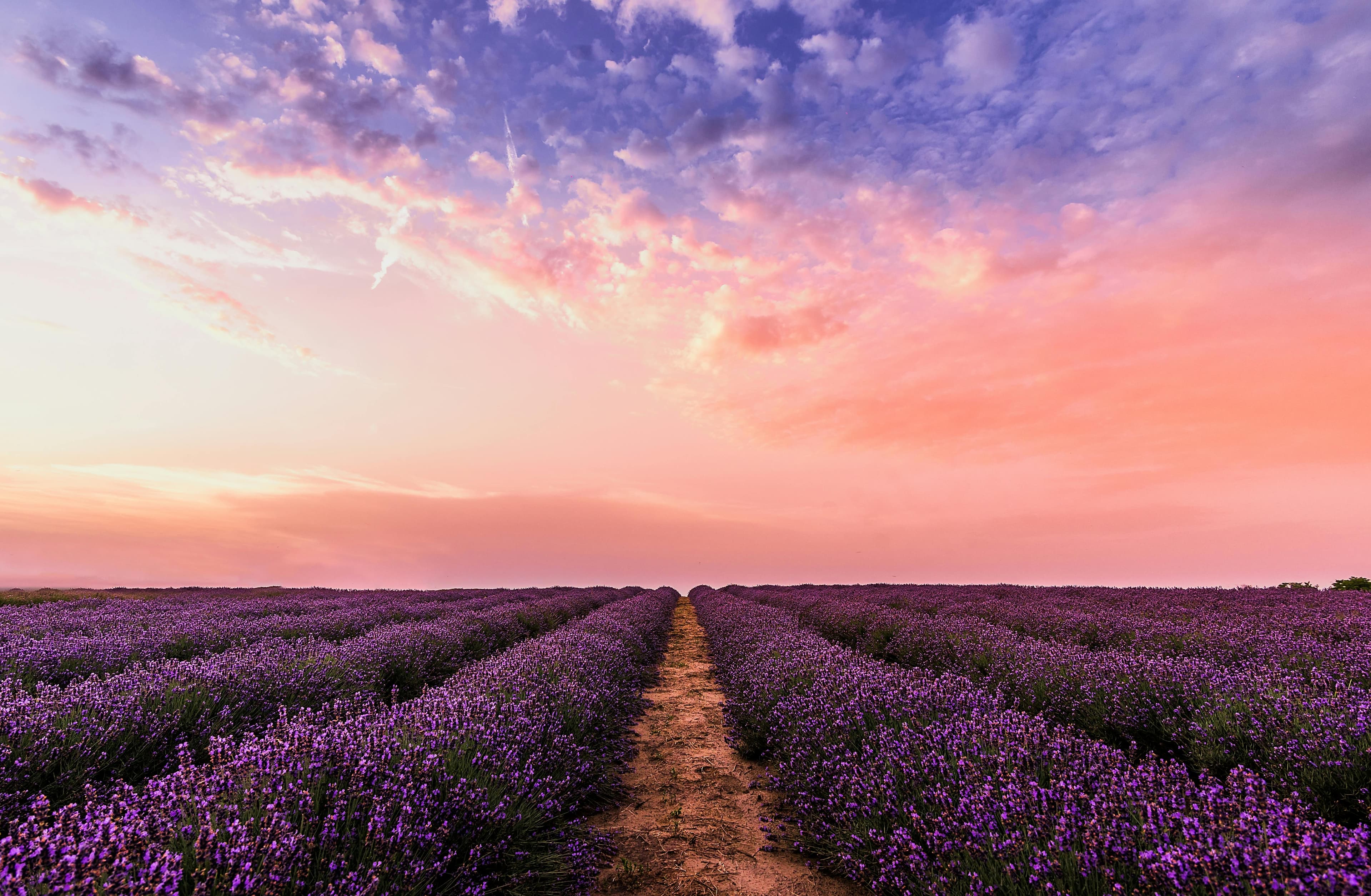 Lavender field background